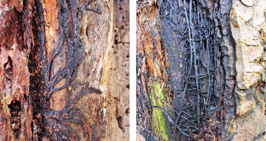 160216 Armillaria mellea (Honey fungus) bootlaces (rhizomorphs)