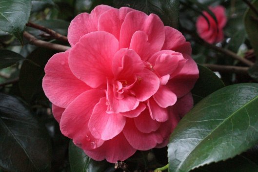 160220 camellia (1)