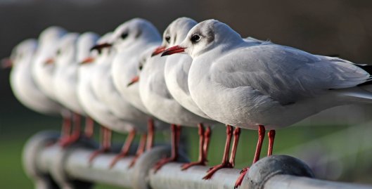 160223 black headed gull