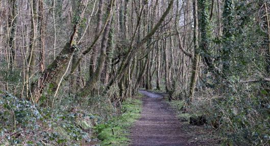 160225 brynna ancient oak (4)