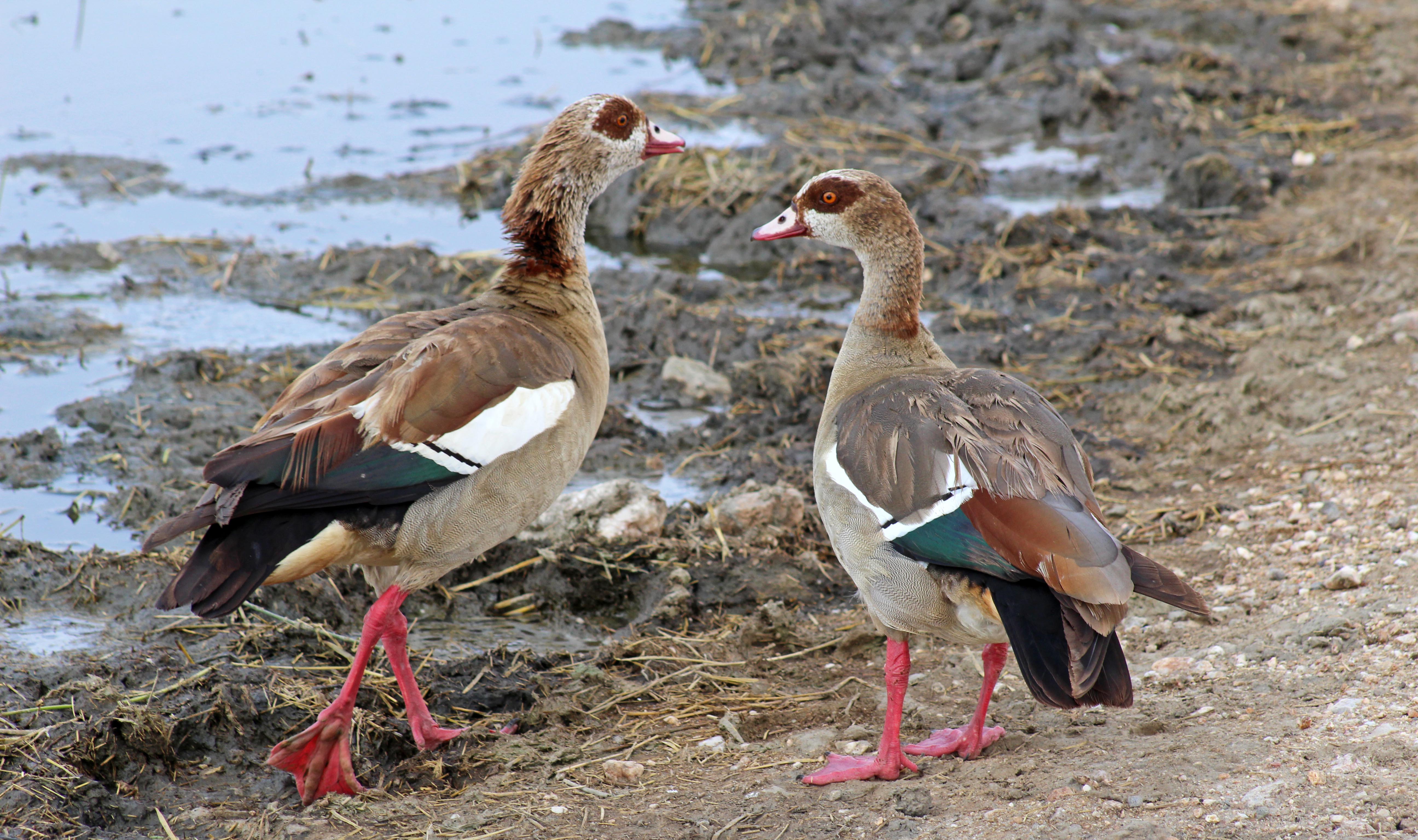 160227 egyptian goose (1)