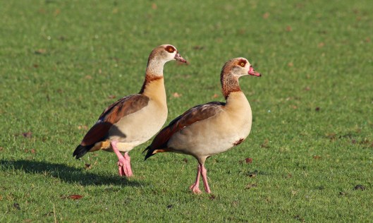 160227 egyptian goose (2)