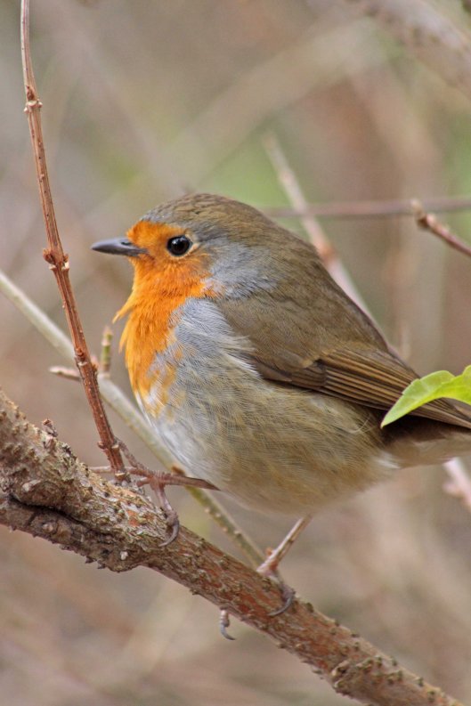 160301 robin hood (1)