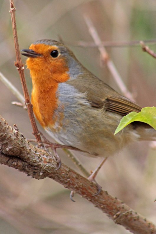 160301 robin hood (2)