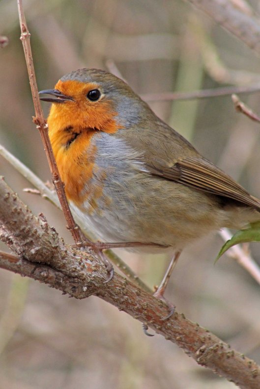 160301 robin hood (3)