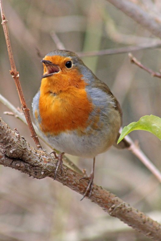 160301 robin hood (4)