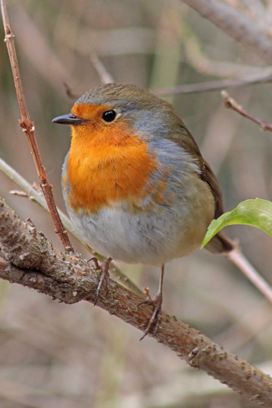 160301 robin hood (6)