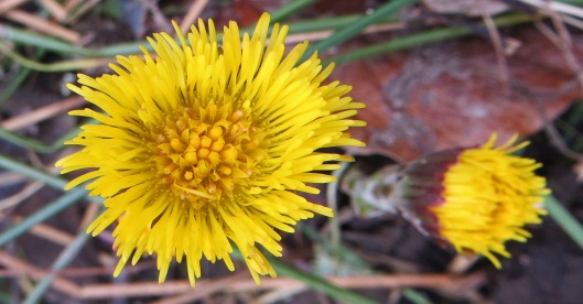 coltsfoot (7)