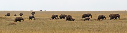 elephants 1