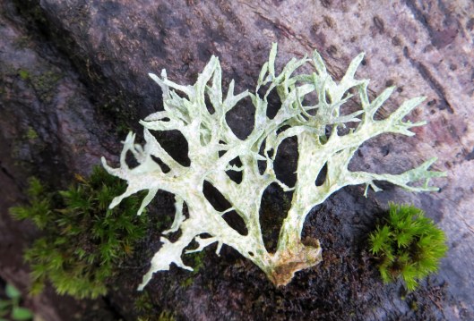 evernia prunastri (1)