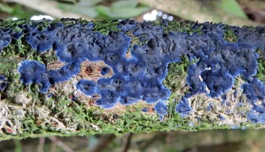 Terana caerulea Cobalt crust (1)