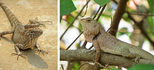 160301 oriental garden lizard (4)