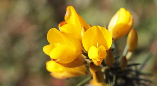 160302 gorse (1)