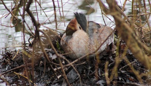 160307 great crested grebe nesting (1)