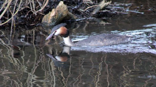 160307 great crested grebe nesting (2)