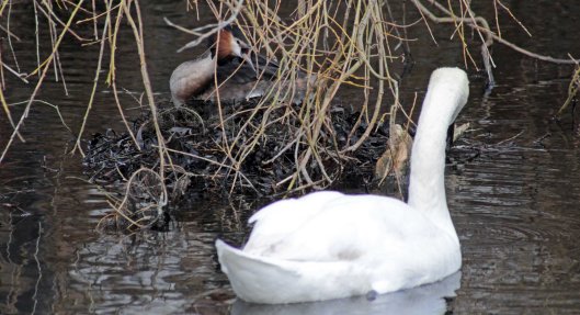 160307 great crested grebe nesting (3)