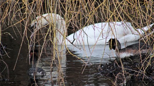 160307 great crested grebe nesting (4)
