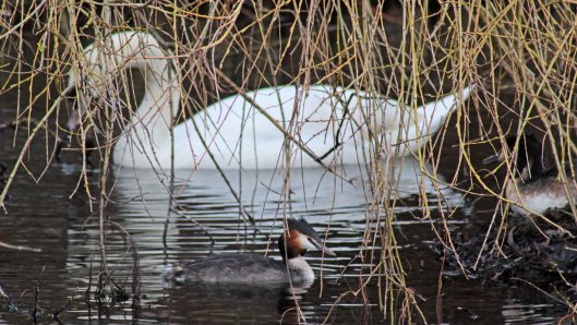 160307 great crested grebe nesting (5)