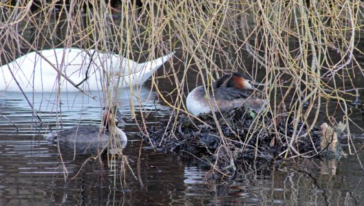 160307 great crested grebe nesting (6)