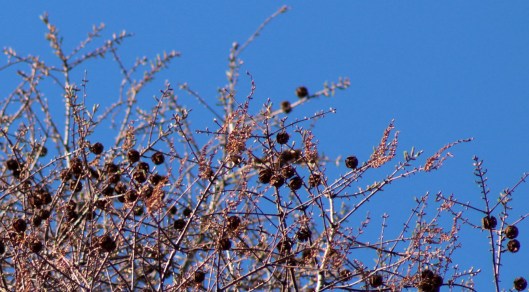 160308 dawn redwood (1)