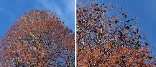 160308 dawn redwood (2)