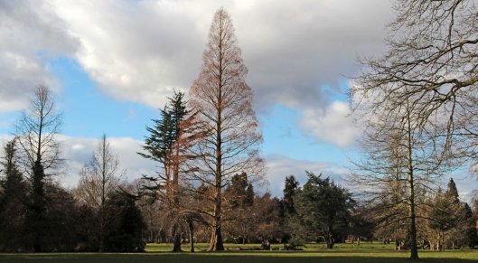 160308 dawn redwood (4)