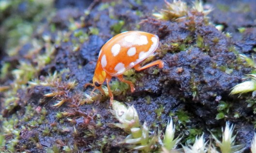 160311 orange ladybird (1)