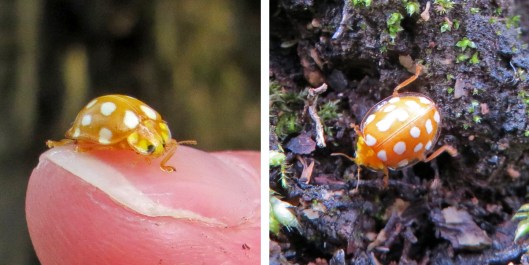 160311 orange ladybird (2)