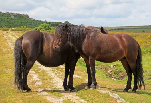 160313 dartmoor ponies (4)
