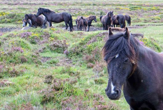 160313 dartmoor ponies (5)