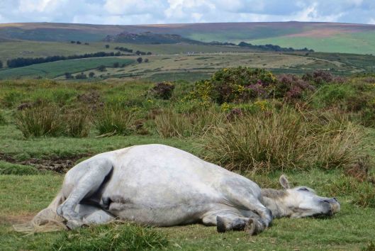 160313 dartmoor ponies (7)
