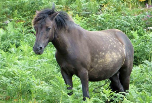 160313 dartmoor ponies (8)