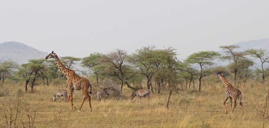 160315 giraffes 1 (1)