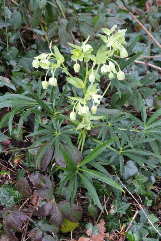 160315 Stinking Hellebore Helleborus foetidus (2)