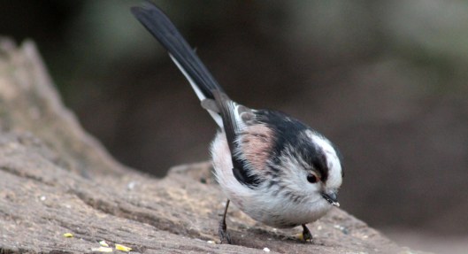 160324 long tailed tit (3)