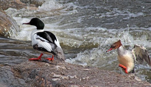 160328 goosander (4)