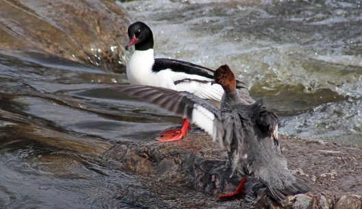 160328 goosander (5)