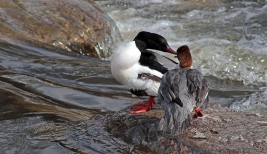 160328 goosander (6)