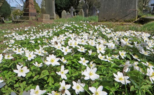 160329 wood anemone (1)