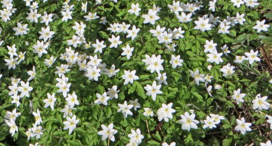 160329 wood anemone (5)