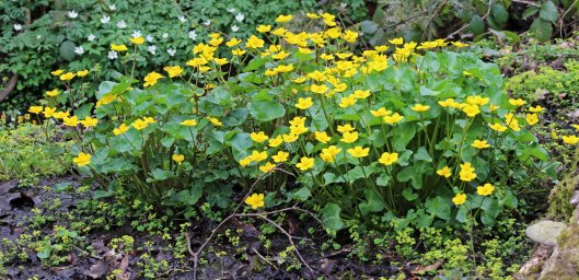 marsh marigold