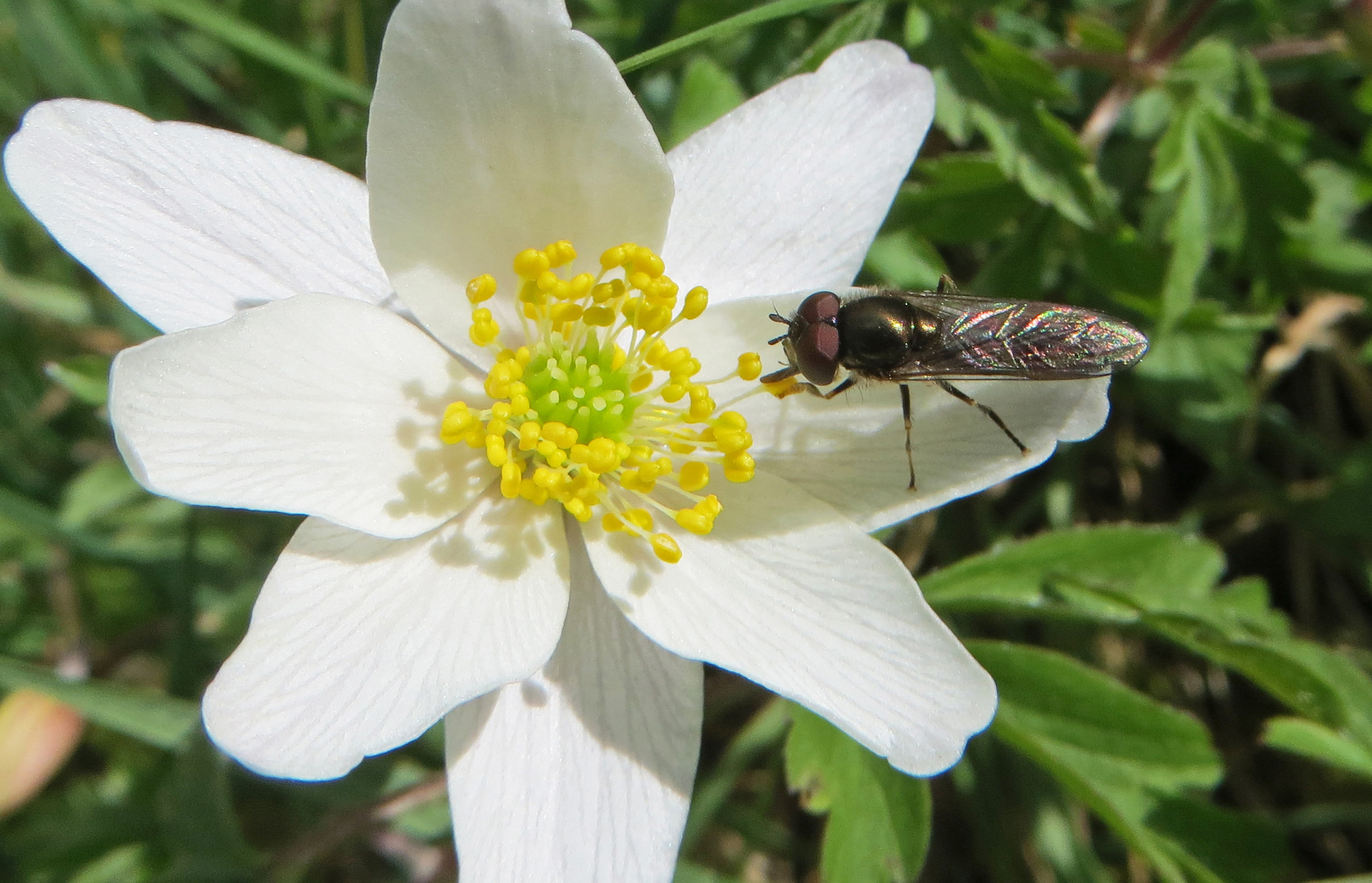 Platycheirus albimanus