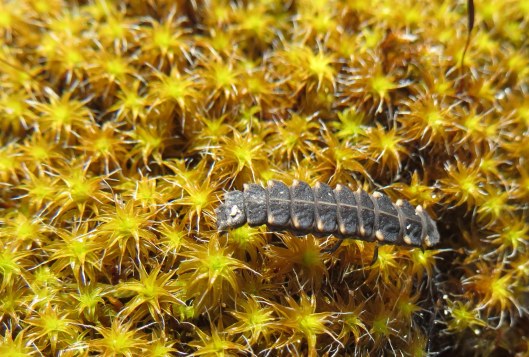 160404 Glow worm larva