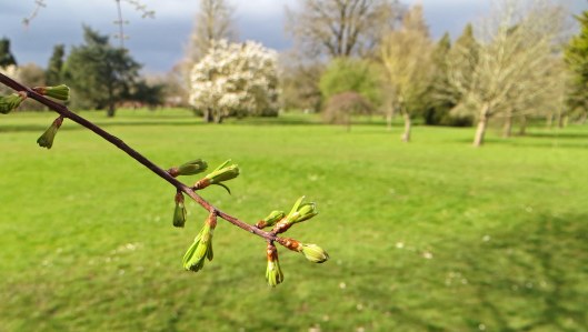 160409 dawn redwood (3)