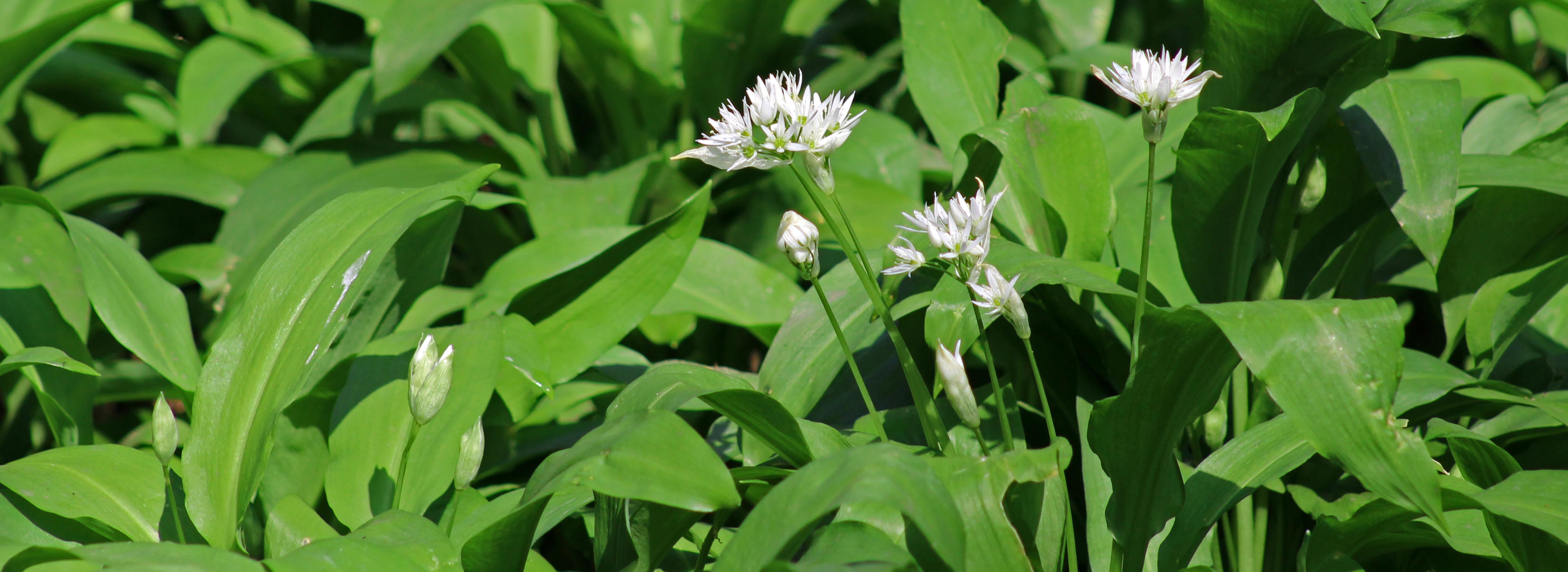 160412 wild garlic (1)