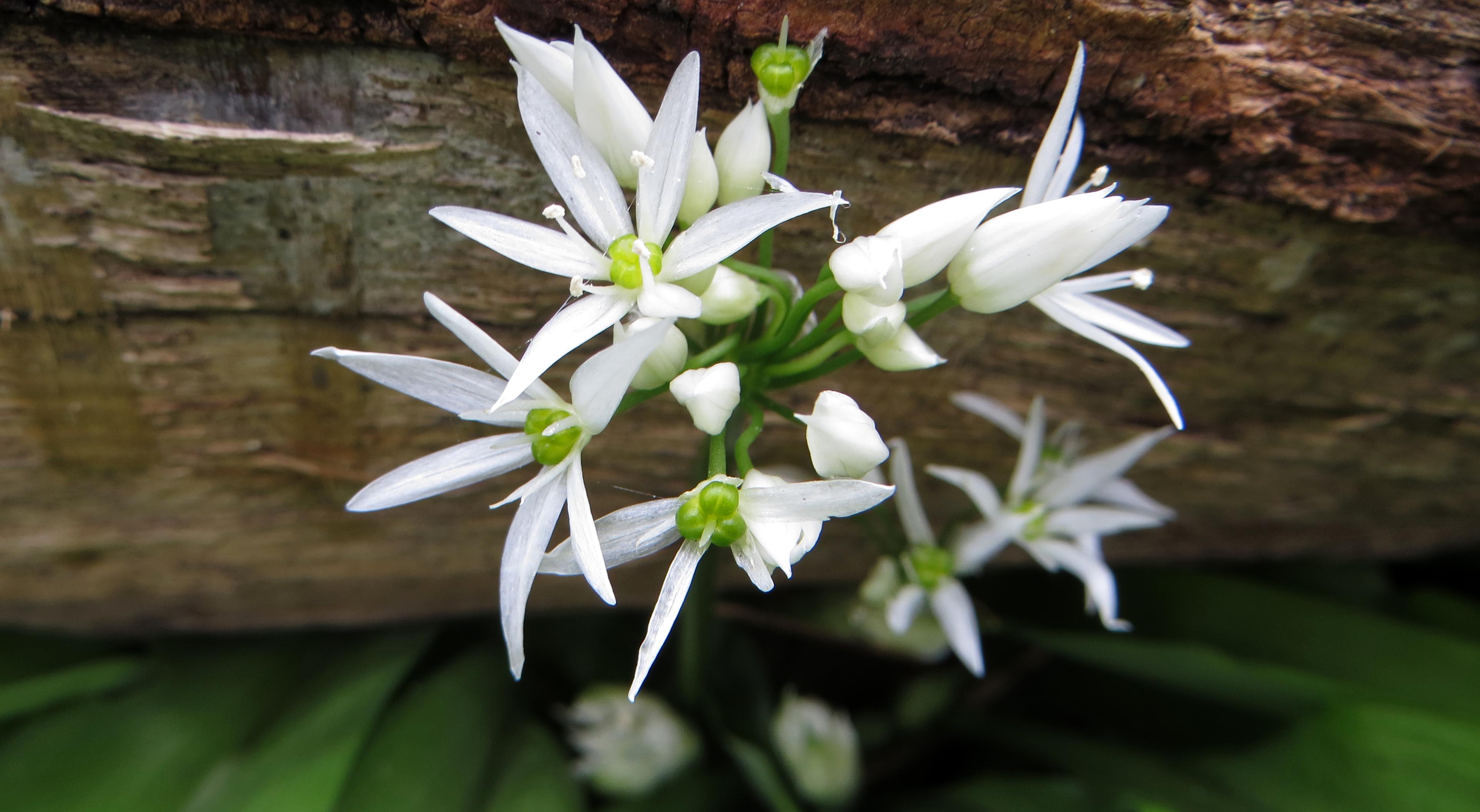 160412 wild garlic (4)