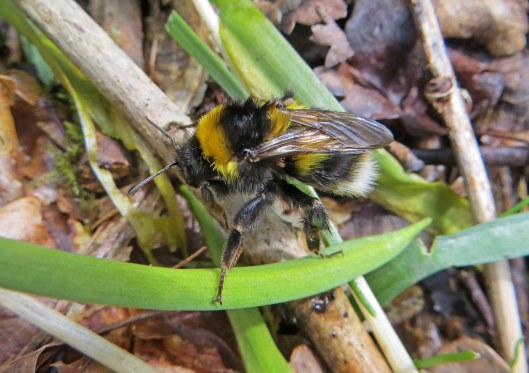 160416 Bombus hortorum Garden bumblebee Ty Rhiw