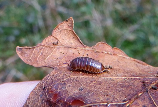 160416 Glomeris marginata Pill millipede