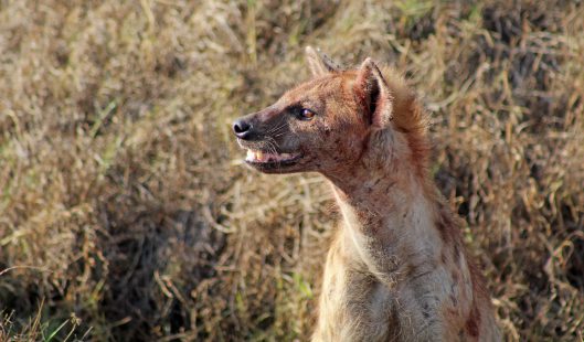 160420 hyena (1)