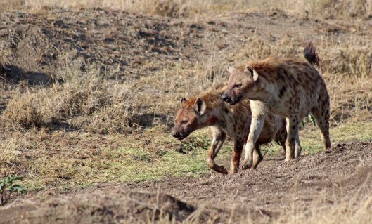160420 hyena (3)